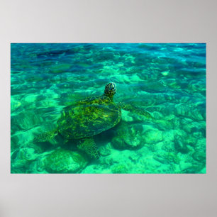 Hawaiische Honu Meeresschildkröte (6" x 24") Poster