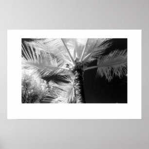 Hawaiische Palme Poster