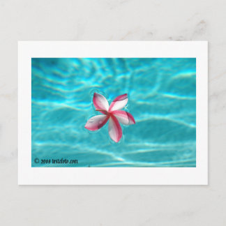 Hawaiische Plumeria-Postkarte Postkarte