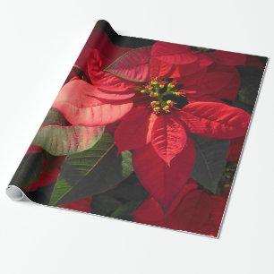 Hawaiische Poinsettia Geschenkpapier