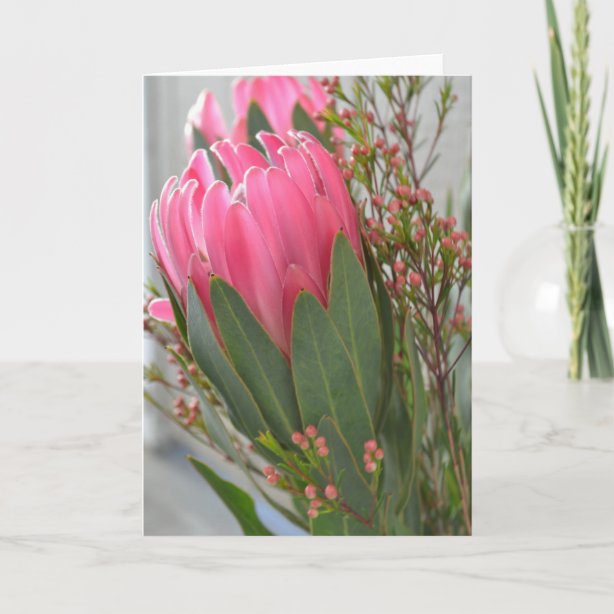 Protea Geschenke | Zazzle.de