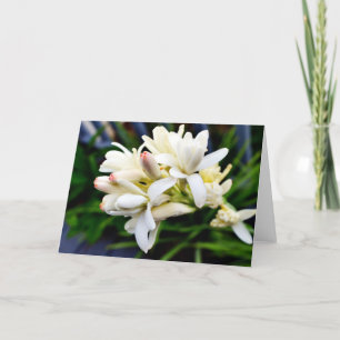 Hawaiische Tuberose-Gruppe Karte