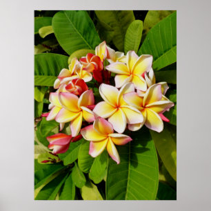 Hawaiischer Frangipani Poster