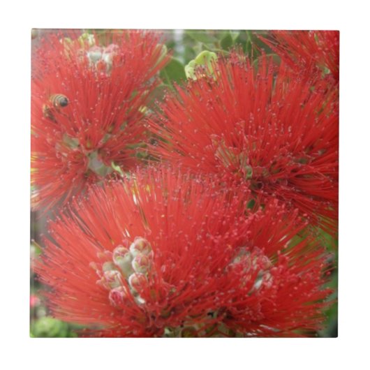 Hawaiischer gebürtiger Ohia Lehua Blumen-Entwurf Fliese (Vorderseite)