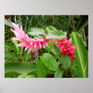 Hawaiischer Ingwer Poster