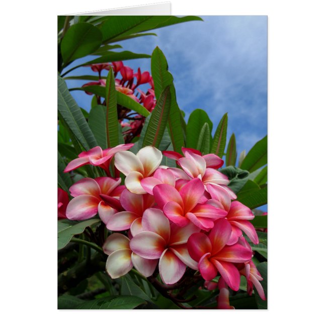 Hawaiischer Plumeria (Vorne)