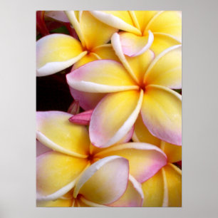 Hawaiischer Plumeria Poster