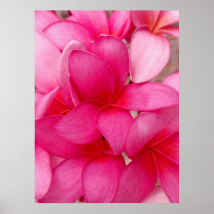 Hawaiischer Plumeria Poster
