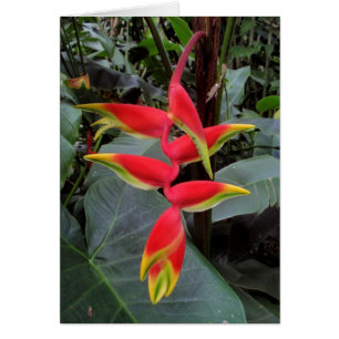Hawaiisches Heliconia