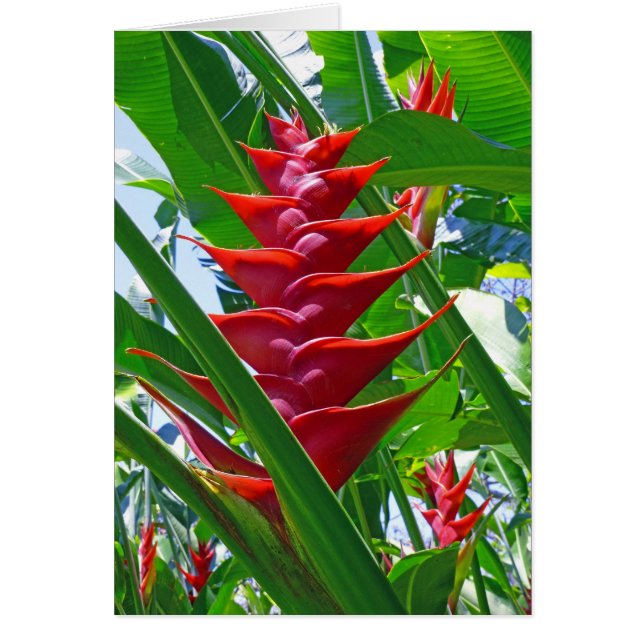 Hawaiisches Heliconia (Vorne)
