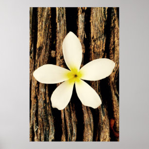 Hawaiisches Plumeria-Aussagen-Stück Poster