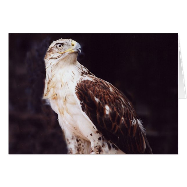 Hawk (Vorderseite (Horizontal))