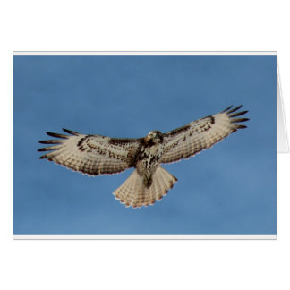 Hawk