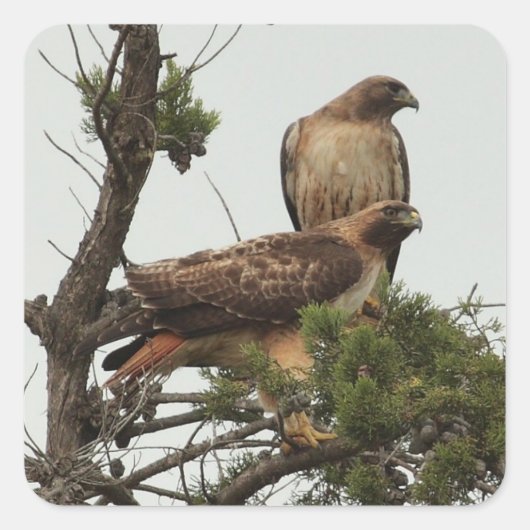 Hawk 2 Aufkleber (Vorderseite)