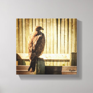 Hawk auf Zaun Leinwanddruck