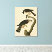 Hawk aus Audubons Vögeln in Amerika Leinwanddruck (Insitu (Holzboden))