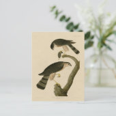 Hawk aus Audubons Vögeln in Amerika Postkarte (Stehend Vorderseite)