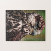Hawk Bird of Prey Puzzle (Horizontal)