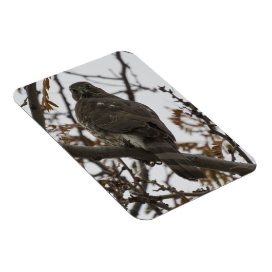 Hawk Blick zurück Magnet (Rechte Seite)