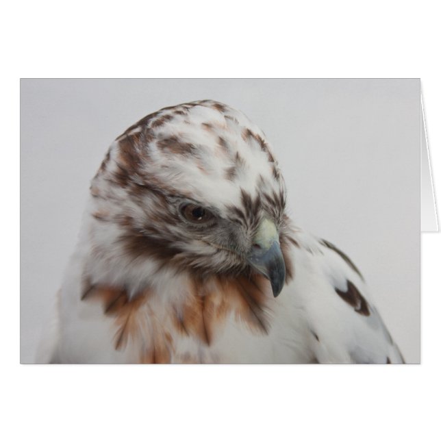 Hawk Card (Vorderseite (Horizontal))