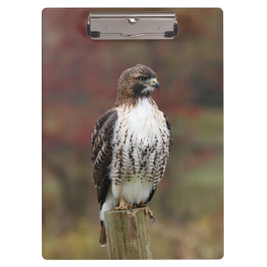 Hawk Clipboard Klemmbrett (Vorderseite)