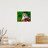 Hawk Eyes — Kunstdruck Poster (Küche)