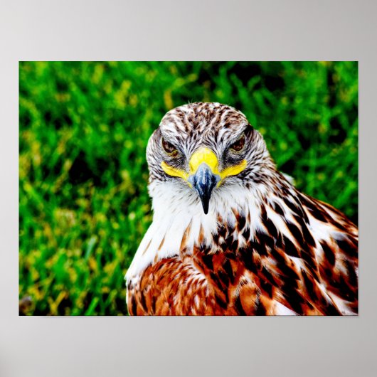 Hawk Eyes — Kunstdruck Poster (Vorne)