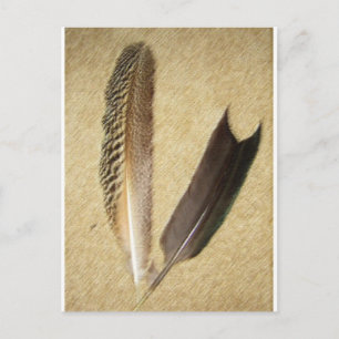 Hawk Feathers Postkarte