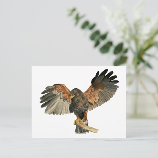 Hawk Flapping Wings Aquarellbilder Postkarte (Stehend Vorderseite)