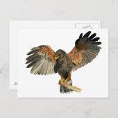 Hawk Flapping Wings Aquarellbilder Postkarte (Vorne/Hinten)