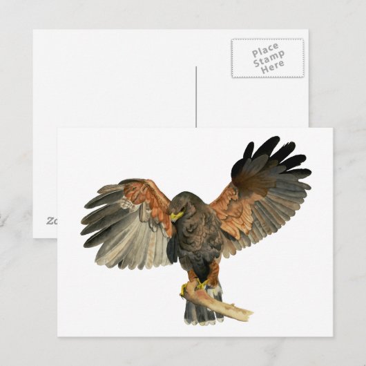 Hawk Flapping Wings Aquarellbilder Postkarte (Vorne/Hinten)