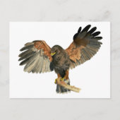 Hawk Flapping Wings Aquarellbilder Postkarte (Vorderseite)