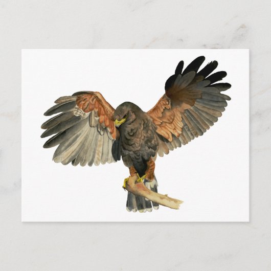 Hawk Flapping Wings Aquarellbilder Postkarte (Vorderseite)