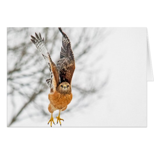 Hawk fliegen (Vorderseite (Horizontal))