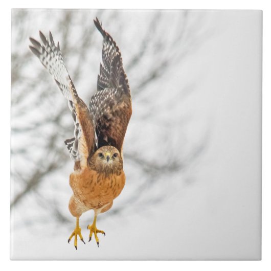 Hawk fliegen fliese (Vorderseite)