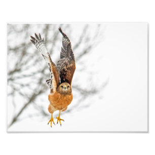 Hawk fliegen fotodruck
