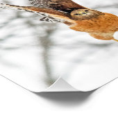 Hawk fliegen fotodruck (Ecke)