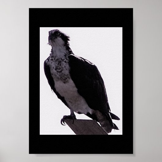 Hawk Foto Poster (Vorne)