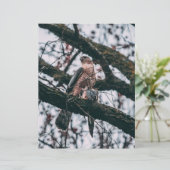 Hawk Foto Print (Stehend Vorderseite)