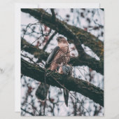 Hawk Foto Print (Vorderseite)