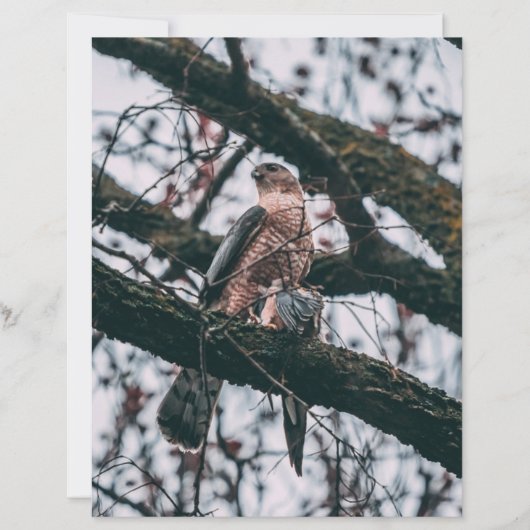 Hawk Foto Print (Vorderseite)