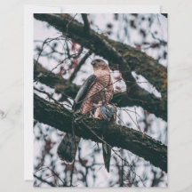 Hawk Foto Print