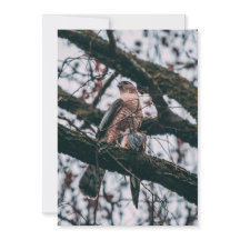 Hawk Foto Print