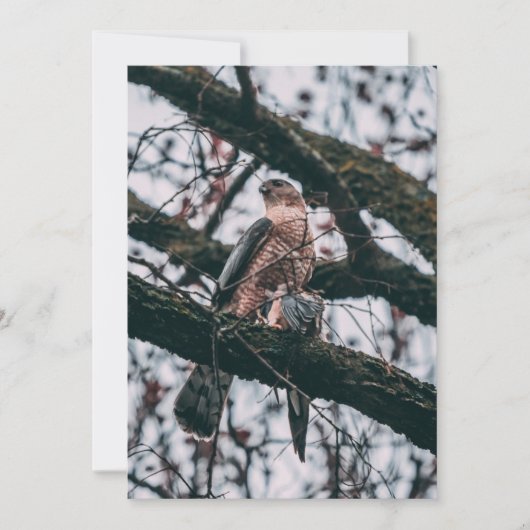 Hawk Foto Print Feiertagskarte (Vorderseite)