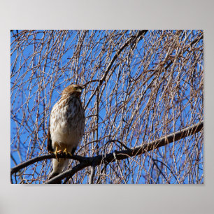 Hawk in weinendem Kirschbaum Poster