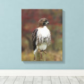 Hawk Leinwand (Insitu (Holzboden))
