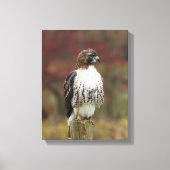 Hawk Leinwand (Vorderseite)