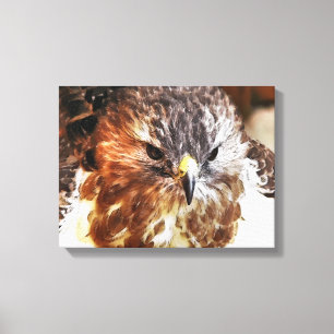 HAWK LEINWANDDRUCK