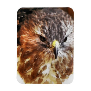 HAWK MAGNET