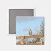 Hawk Magnet (Vorderseite/Rückseite)